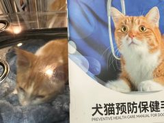 -宠颐生斯嘉宠物医院·急重症·心内科(谷阳北路分院)