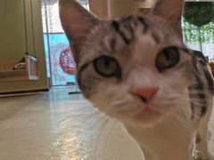 -藏猫猫咖啡主题馆(中央大道店)