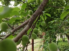 -广州市流溪河国家森林公园