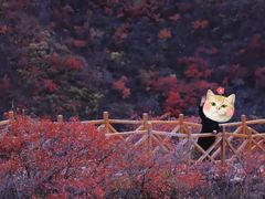 -水峪民俗村