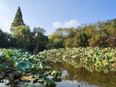 -西溪国家湿地公园