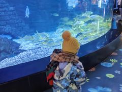 -烟台海昌鲸鲨海洋公园