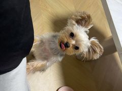 -FAELING PETS美天灵宠物(富力广场店)