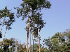 -中国科学院西双版纳热带植物园