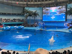 -海合安成都极地海洋公园