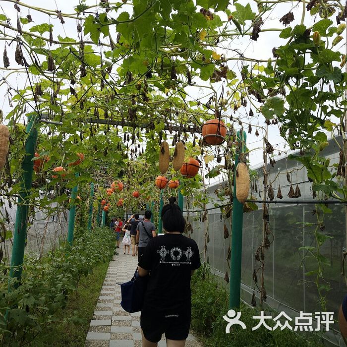 马陆葡萄主题公园图片-北京采摘/农家乐-大众点评网