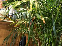 -茶颜悦色(环球奥特莱斯店)