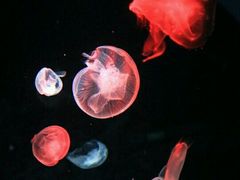 -悉尼海洋生物水族馆