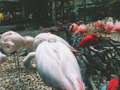 景观位-白虎自助餐厅·真老虎·景观自助餐厅(广州长隆酒店)