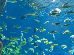 -海合安武汉极地海洋公园