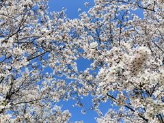 -径山花海