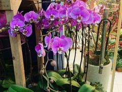 -双季花艺园艺市场(浦东店)