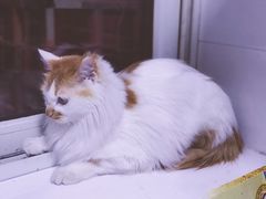 -小伙伴宠物医院•急重症转诊中心·老年专科·犬猫全科(北大街总院)