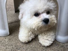 -柯斗斗主题餐厅·狗咖·围炉煮茶·茶饮(国瑞升平里店)