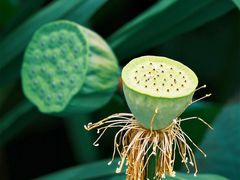 -羊亭河湿地公园