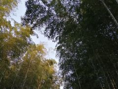 -杭州植物园