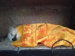 -彩虹桥宠物火化殡葬善终服务(金乐大厦店)