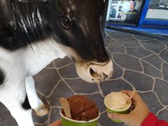 -Dooley's Premium Ice Cream