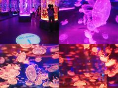 -海合安成都极地海洋公园