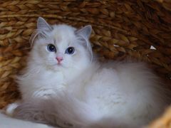 -Bastet sally猫舍购宠(静安店)