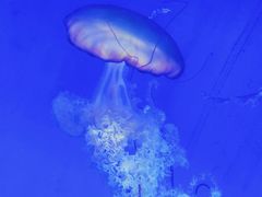 -上海海洋水族馆