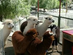 -新疆天山野生动物园