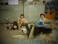 -Dog in Town Ekkamai