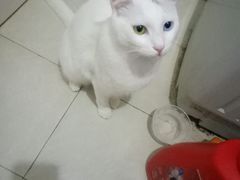 -艾贝尔宠物医院·狂犬免疫点(江山金象城店)