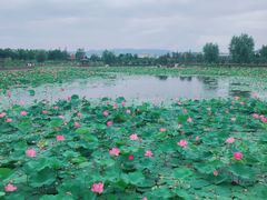 -羊亭河湿地公园