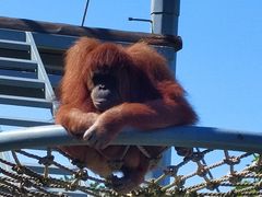 -西霞口神雕山野生动物世界