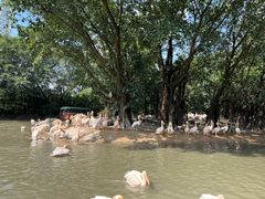 -广州长隆飞鸟乐园
