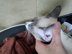 -佳雯宠物医院·皮肤科·内外科(春晓路分院)