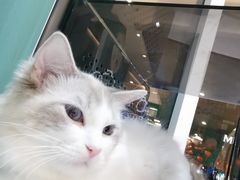 -飞行喵MR PILOT|猫舍·猫咖(静安大融城店)