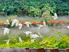 -广州长隆飞鸟乐园