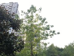 -重庆彩云湖湿地公园