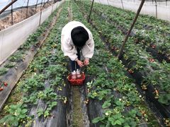 -胜丰草莓采摘园