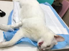 -恒幸动物医院·急重症转诊中心·神经内外科·CT核磁