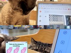 -藏猫猫咖啡主题馆(中央大道店)