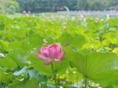 -成都市文化公园