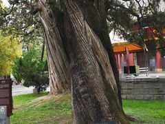 -黄帝陵