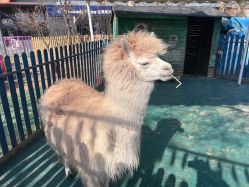 -萌宠亲子动物乐园(槐房万达店)