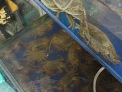 -阳澄湖大闸蟹·琼灵阁牌品牌连锁(吴中总店)