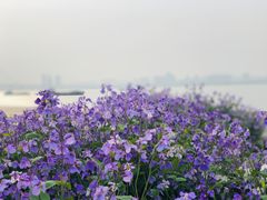 -武昌江滩
