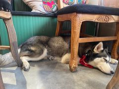 -more than meow吴止猫主题餐厅(承德 中船汇店)