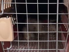 -佳雯宠物医院·皮肤科·内外科(春晓路分院)