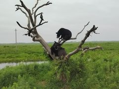 -黑瞎子岛探秘野熊园