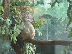-广州长隆野生动物世界