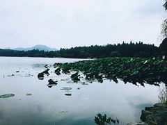 苏堤半城荷-西湖游船