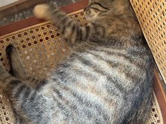 -袁妈红豆汤(重庆总店)
