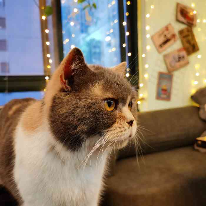 喵呜～主题猫咖-"猫猫都太可爱了!脾气也好,很亲人.撸了.